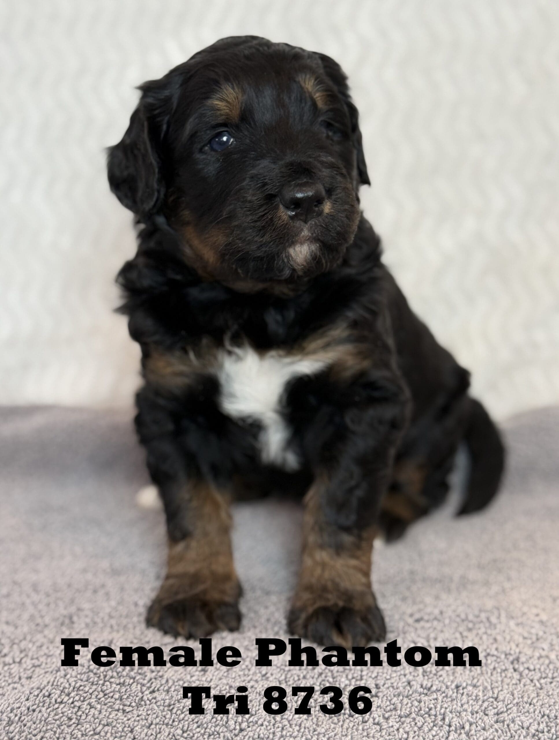puppy