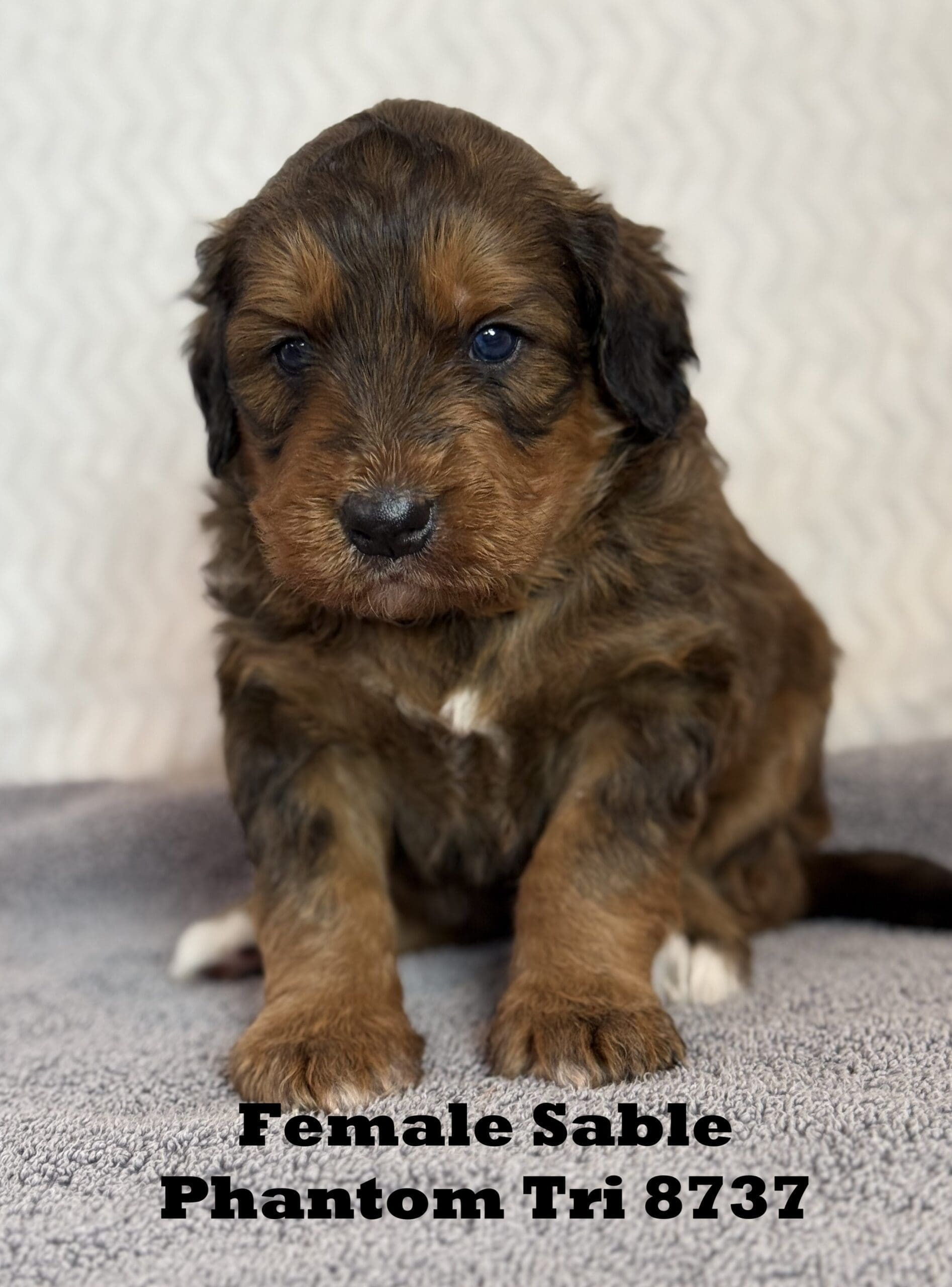 bernedoodle puppy