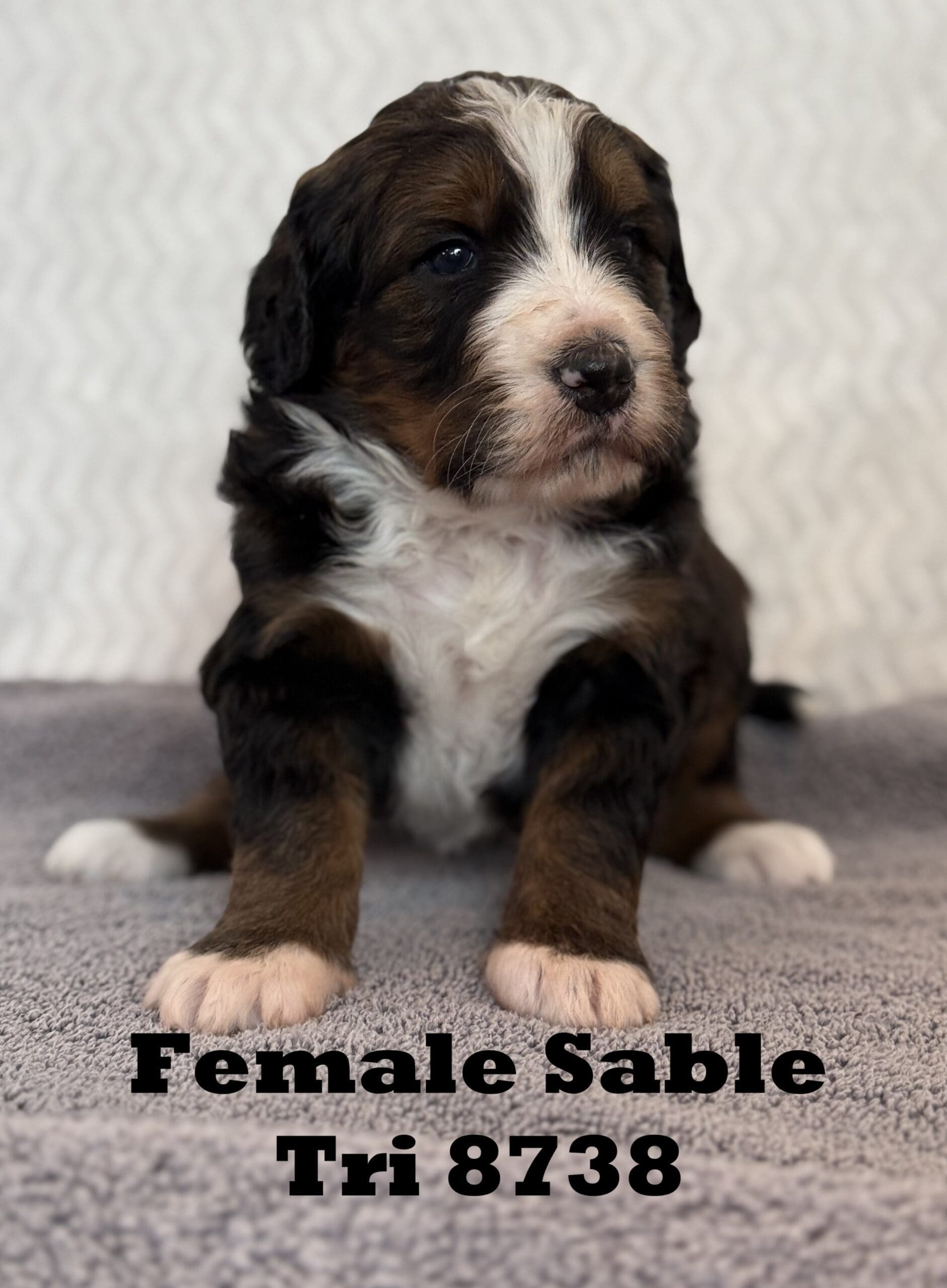 bernedoodle puppy