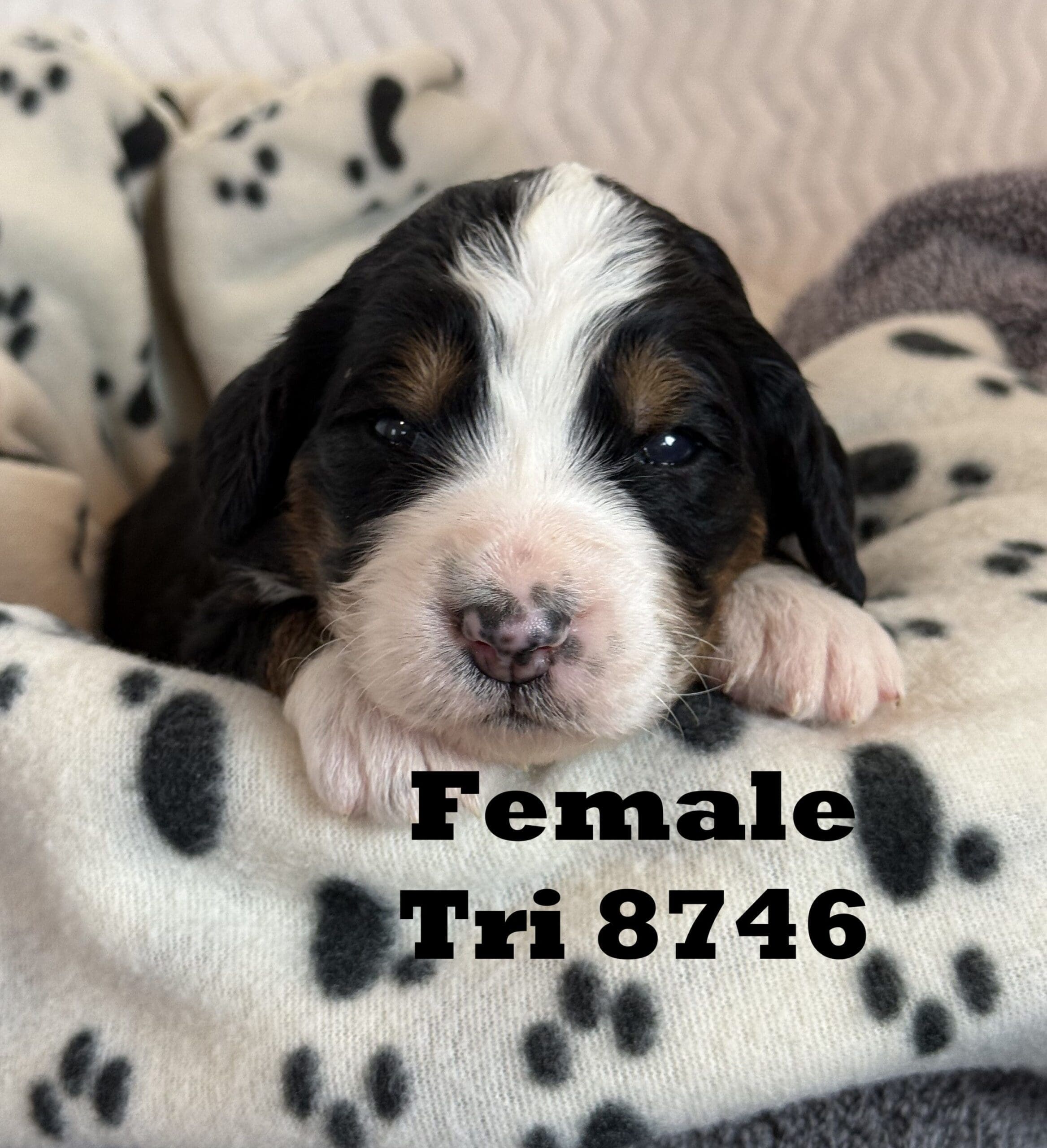 bernedoodle puppy