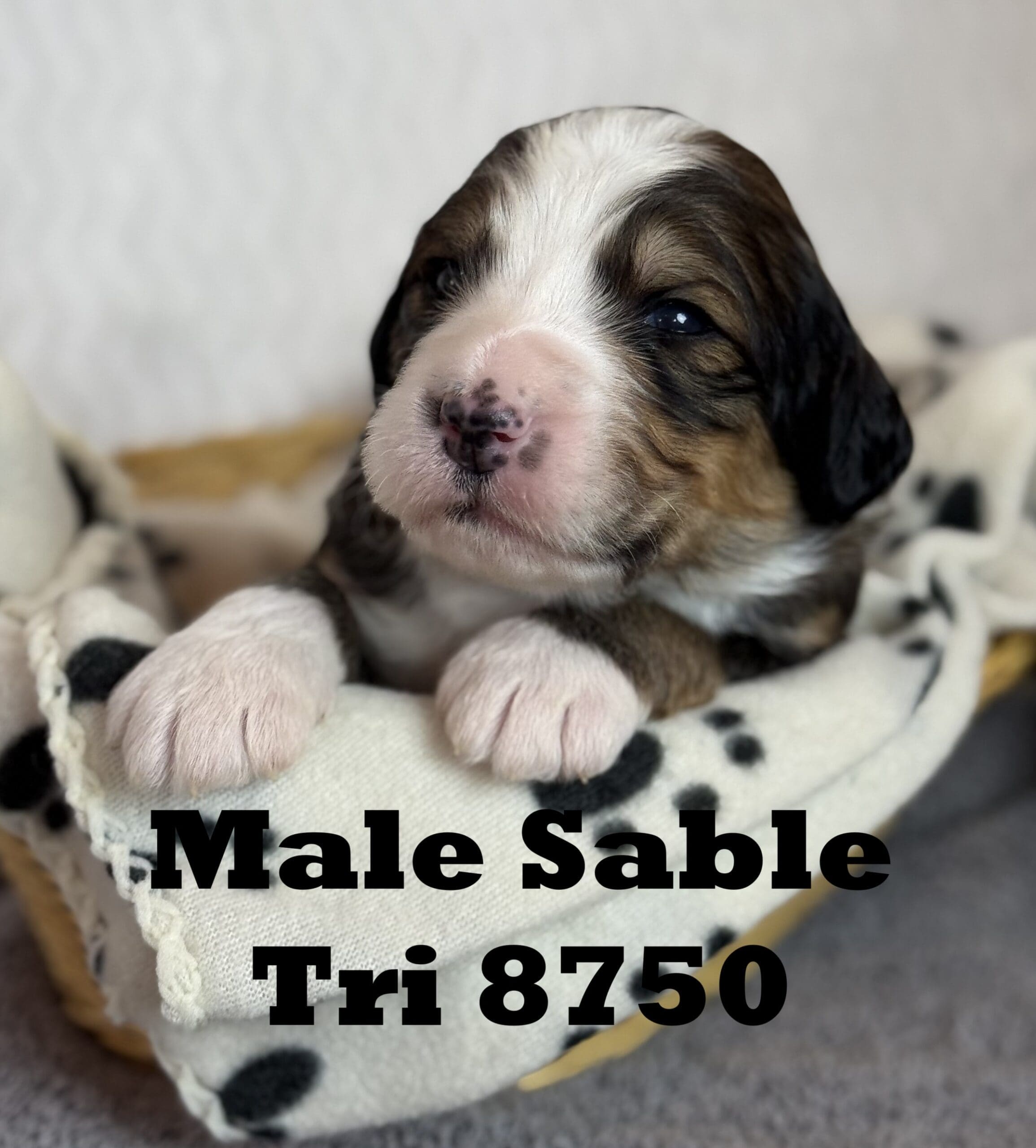 bernedoodle puppy