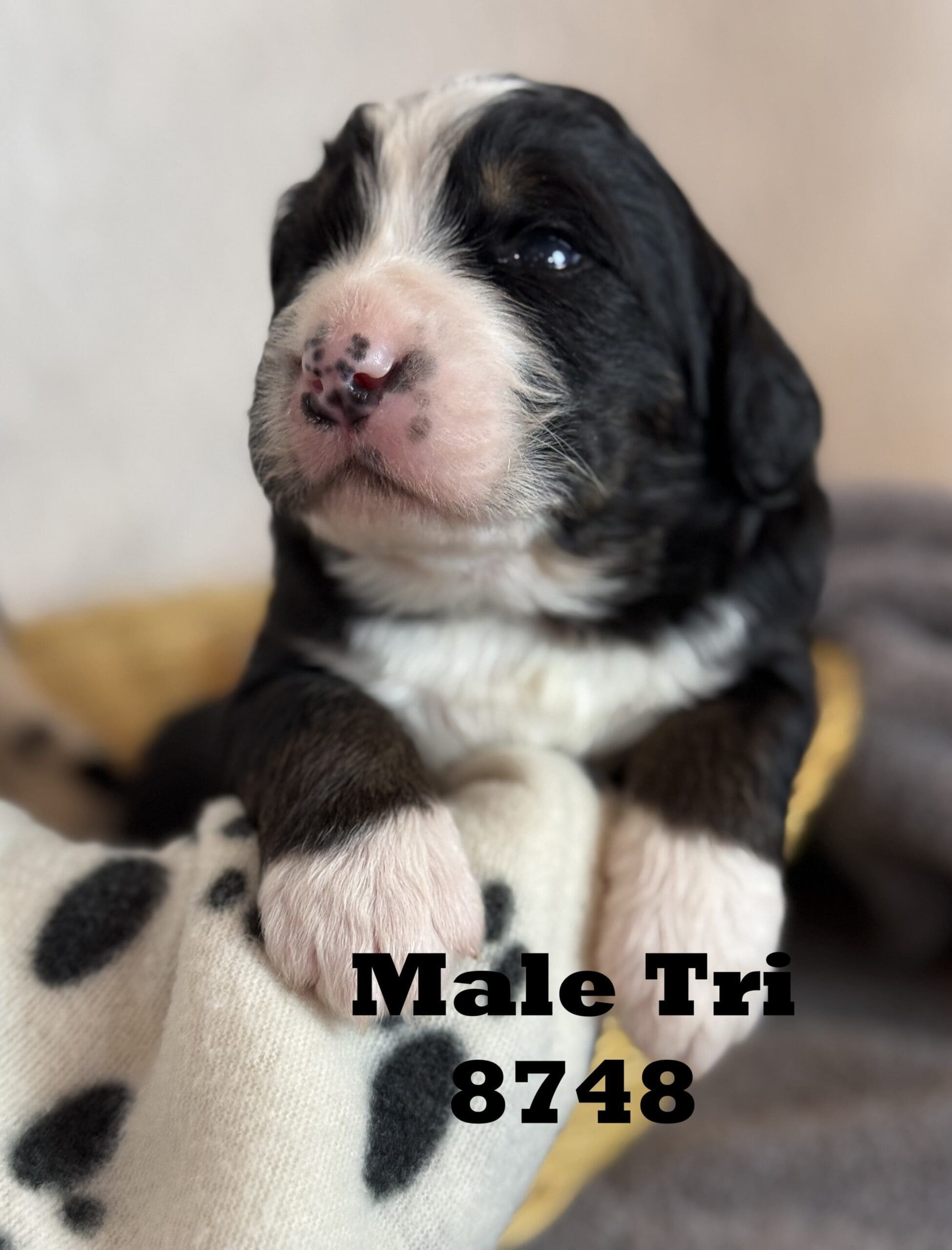 puppy