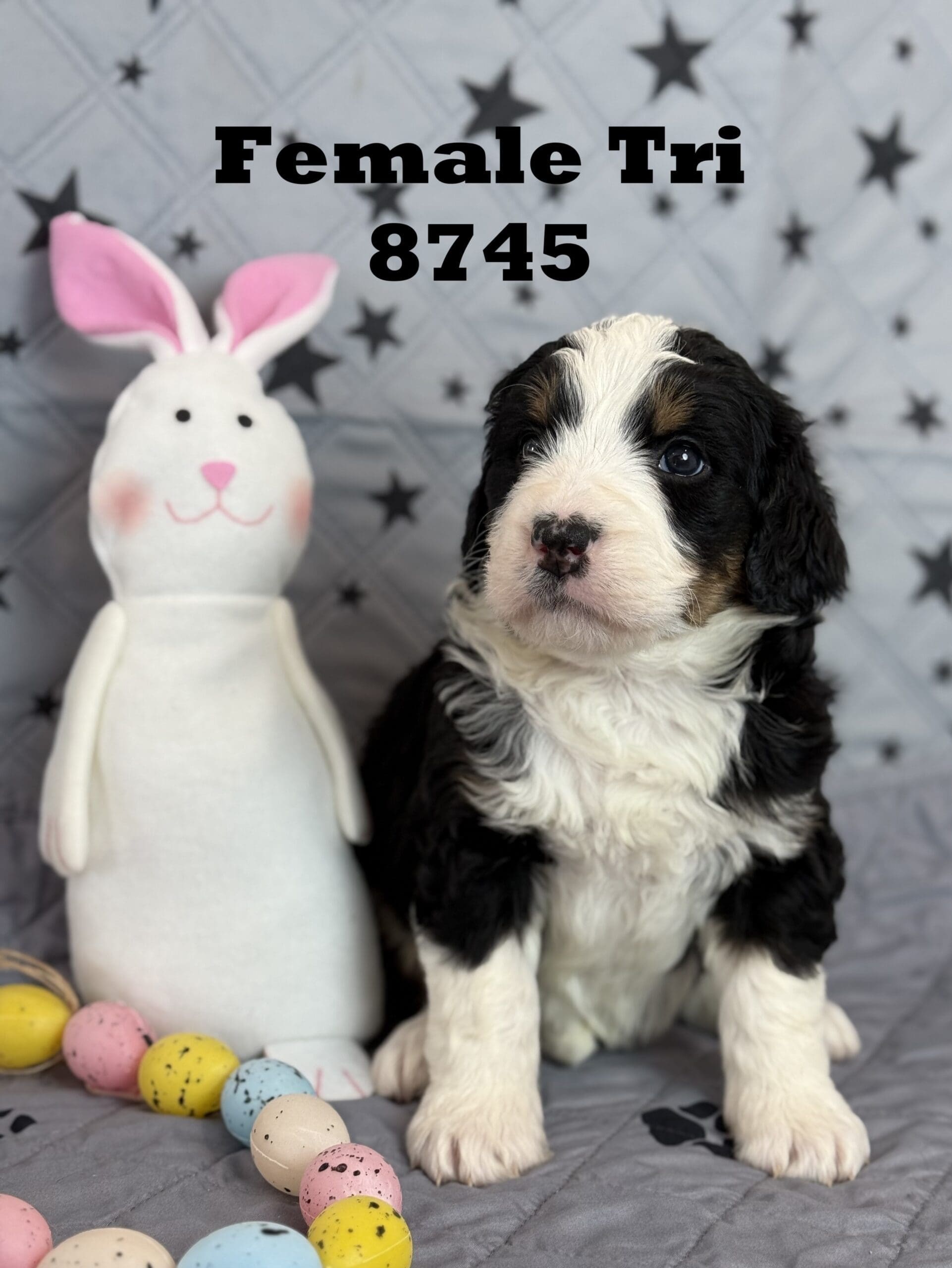 bernedoodle puppy