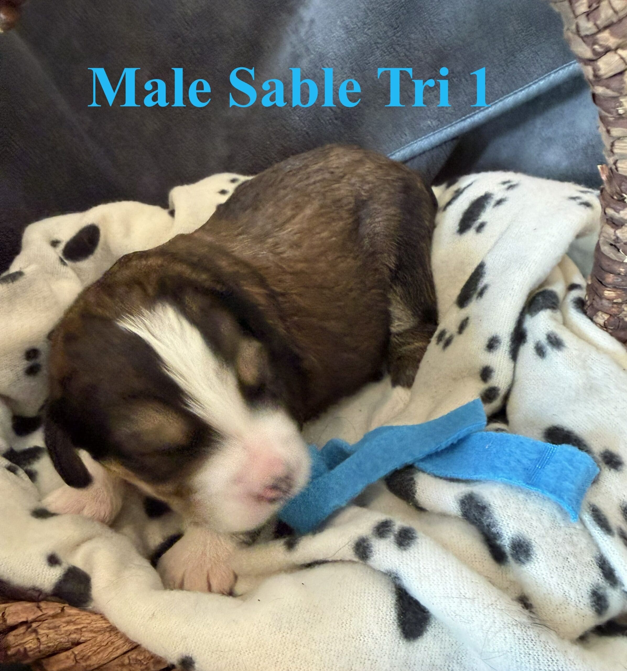 gimli