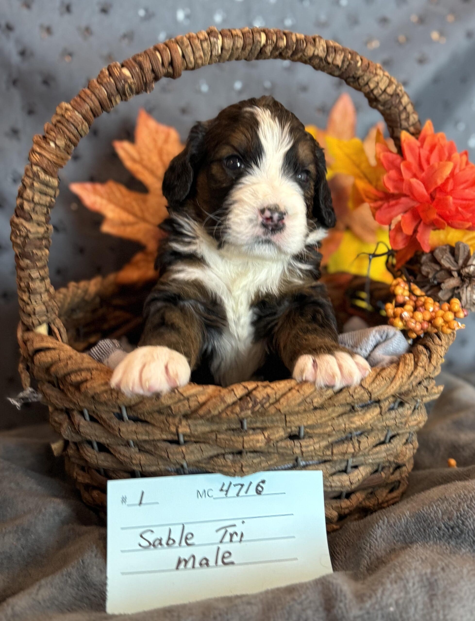 gimli