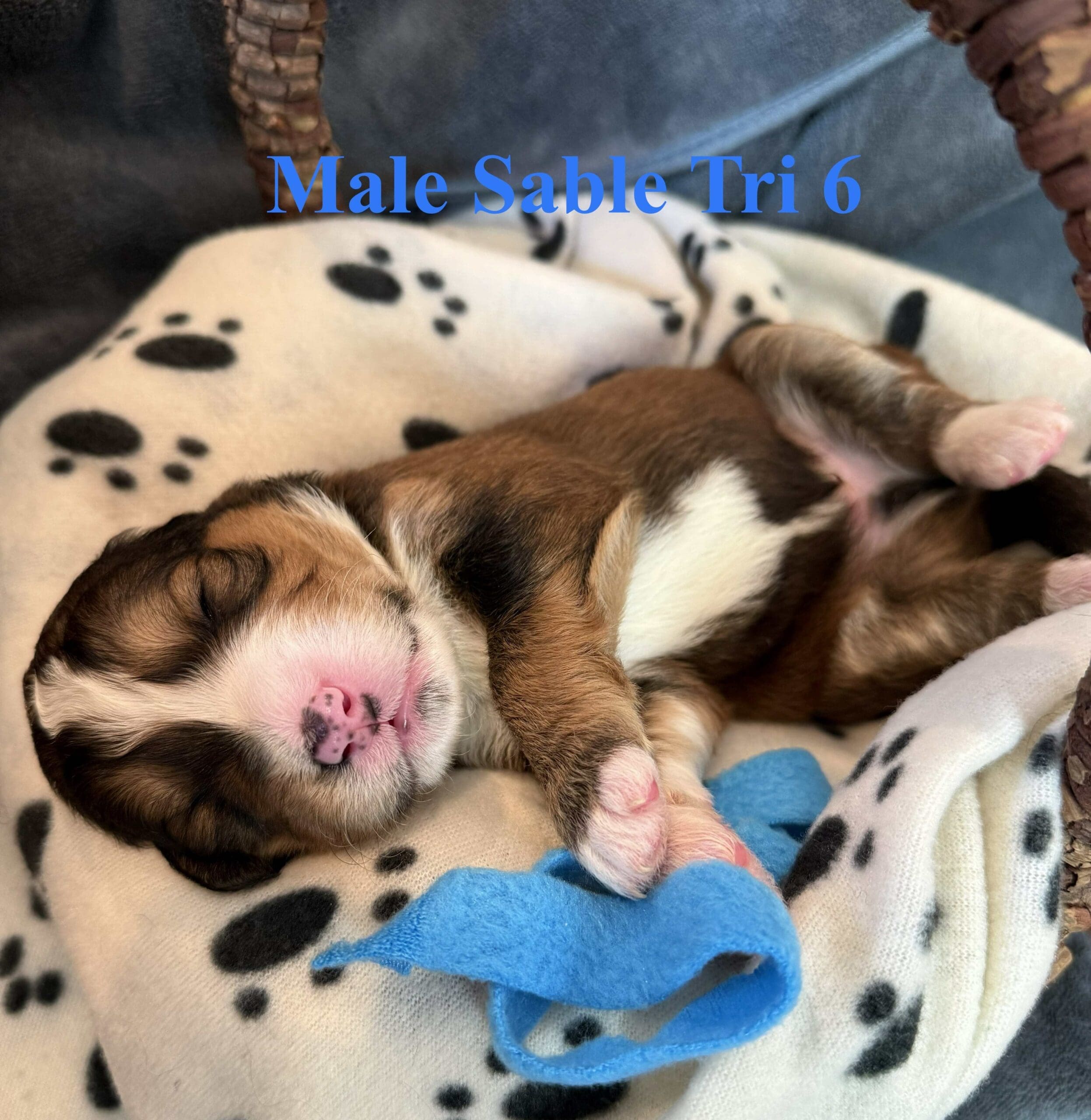 gimli