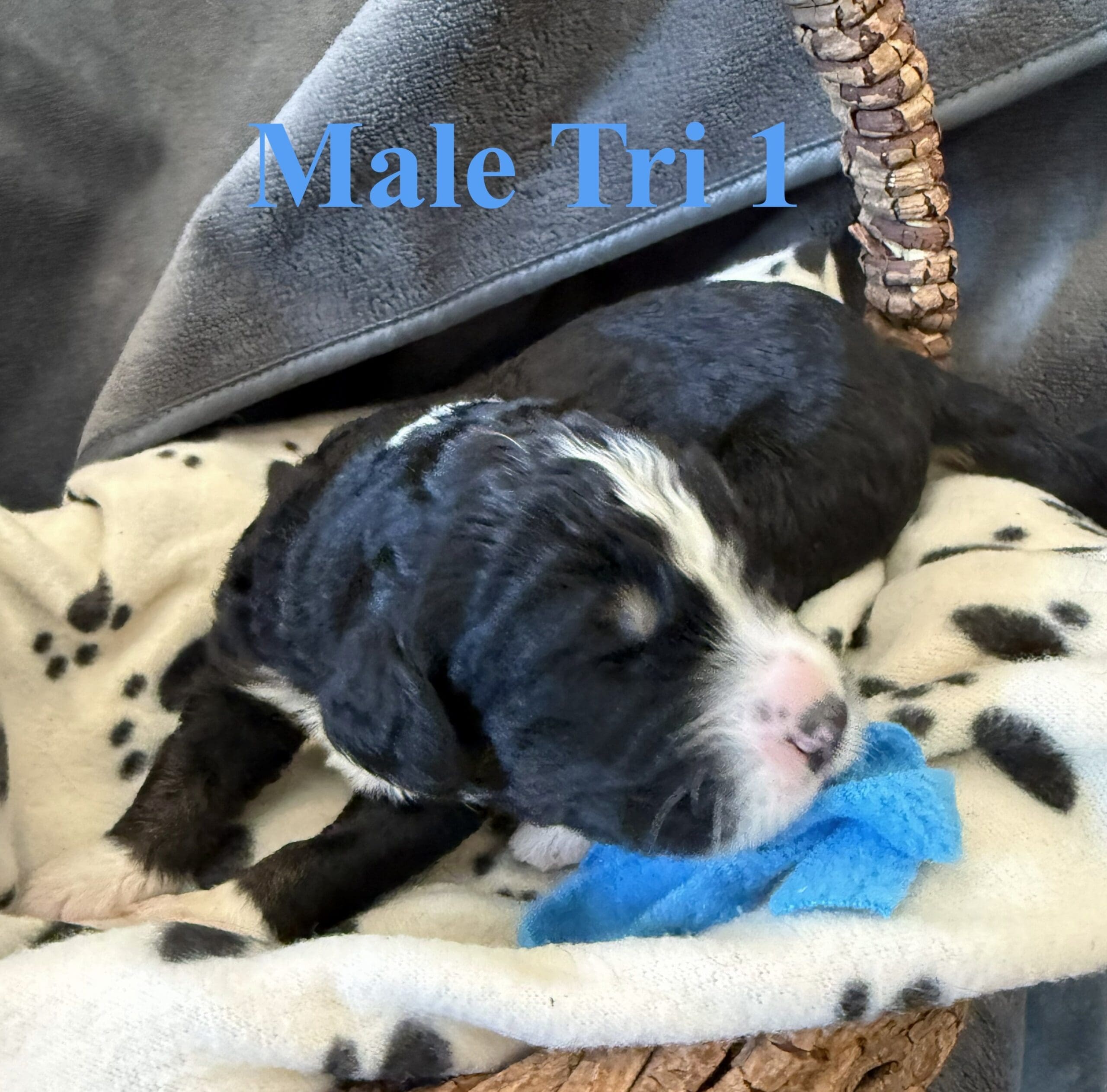 gimli