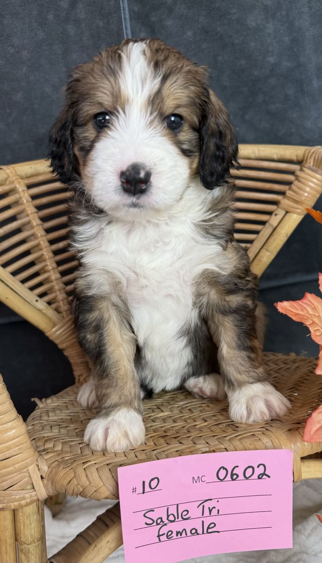 gimli