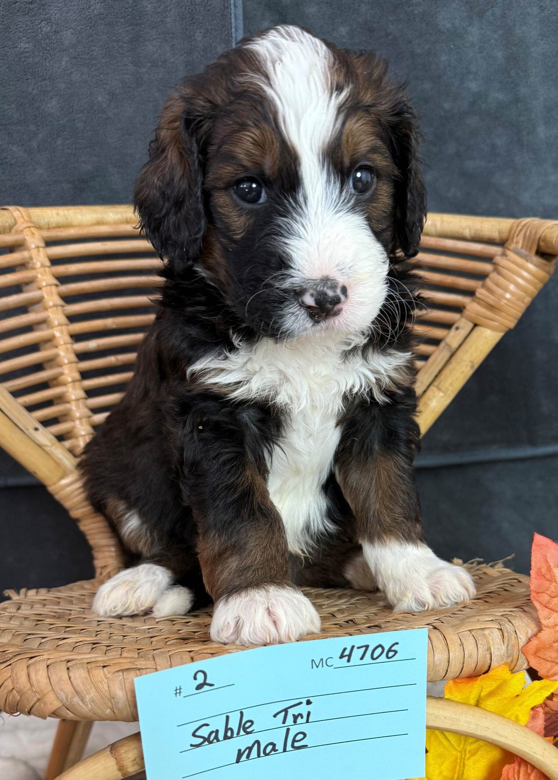 gimli