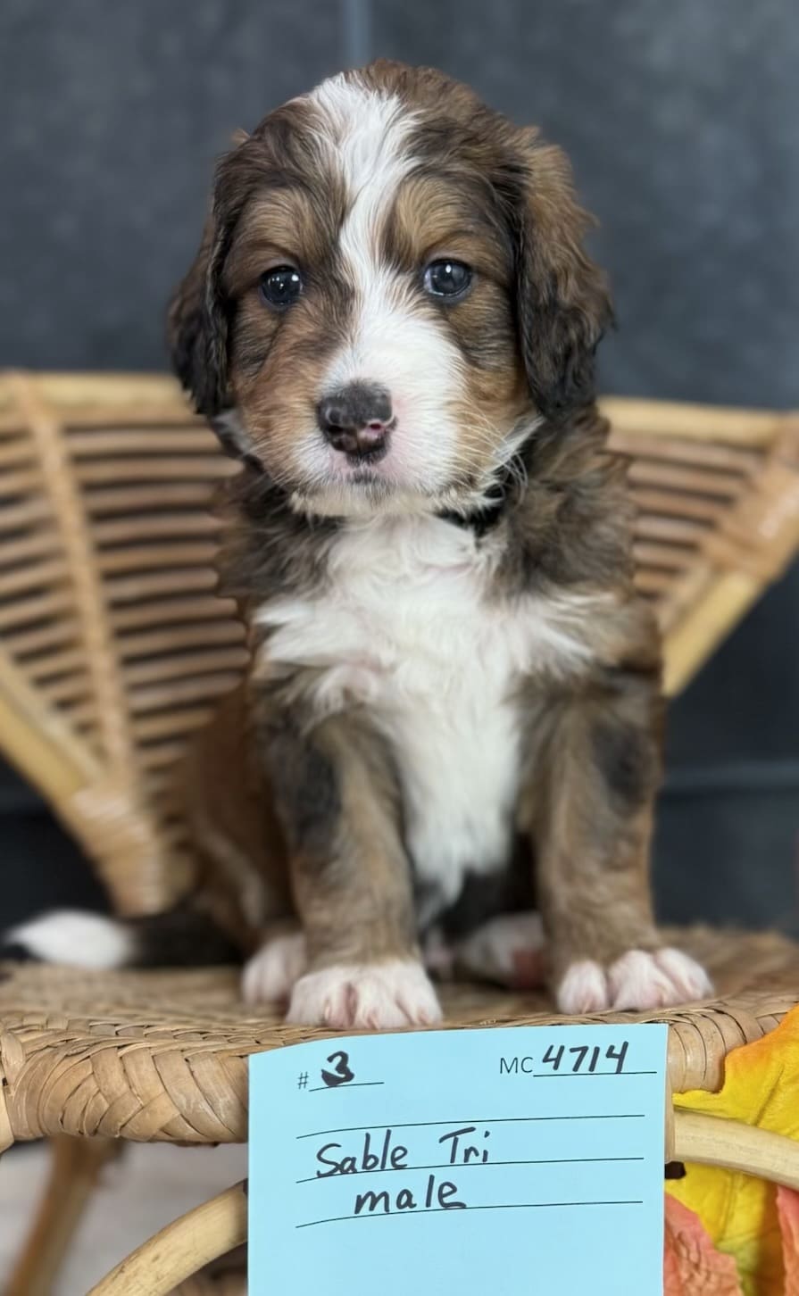 gimli