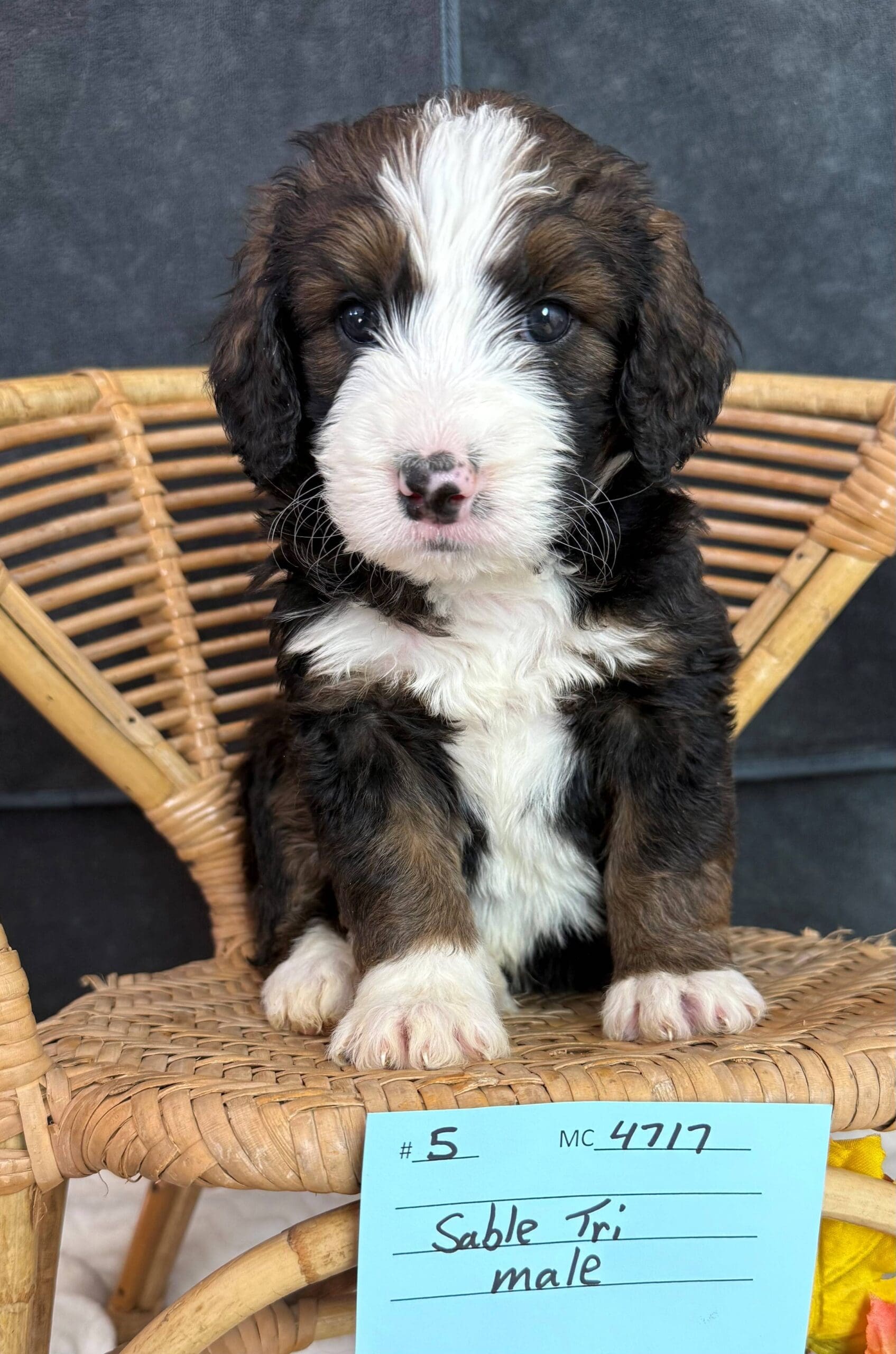 gimli