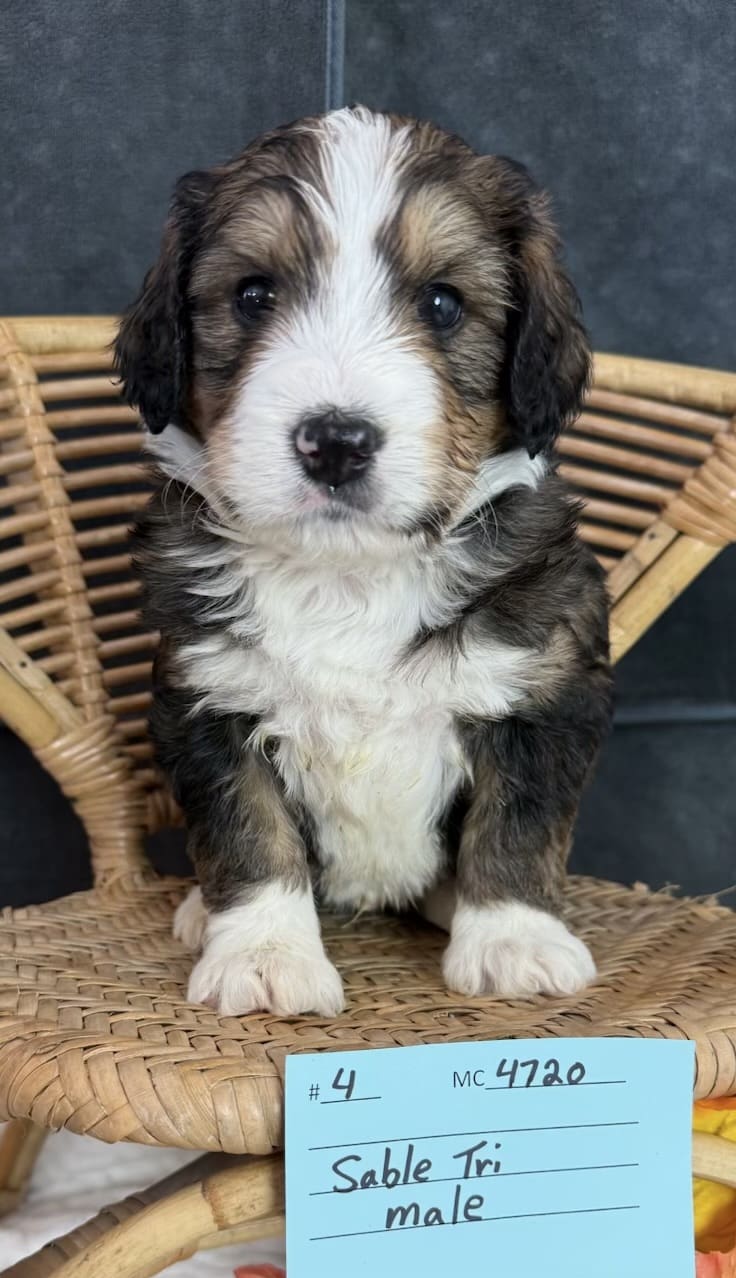 gimli
