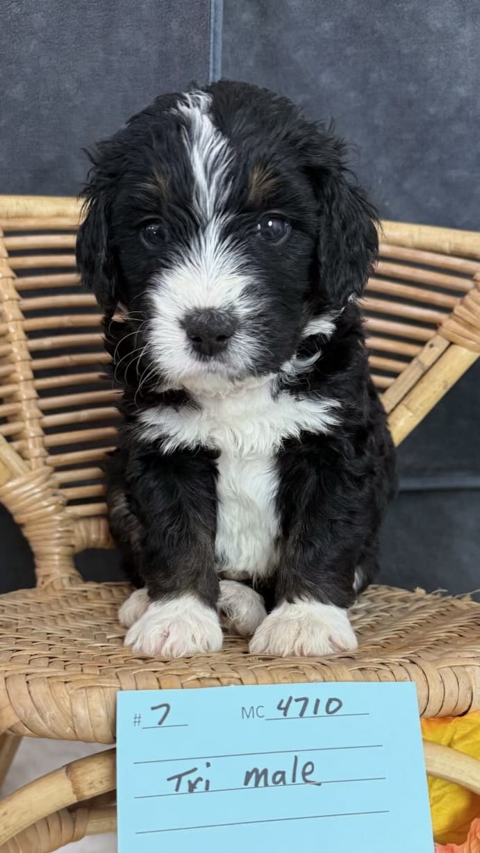 gimli