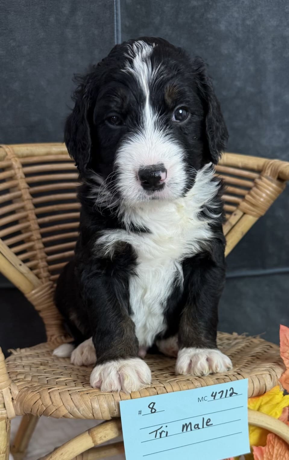 gimli
