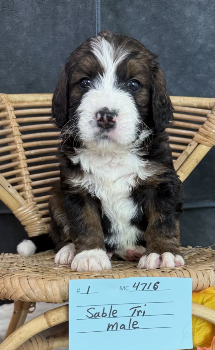 gimli
